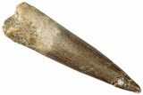 Fossil Plesiosaur (Zarafasaura) Tooth - Morocco #296352-1